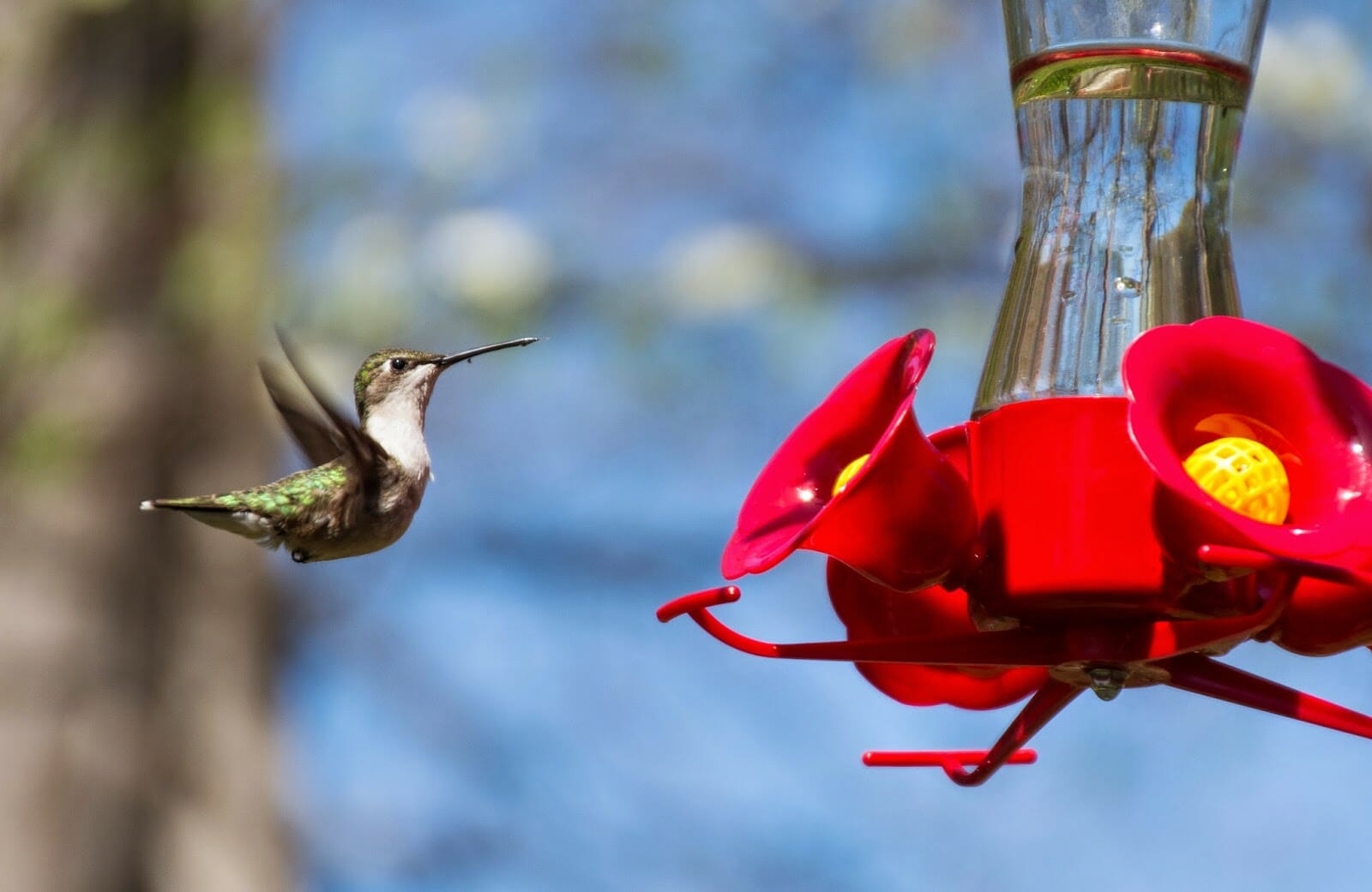 Is It OK To Feed Hummingbirds Sugar Water?