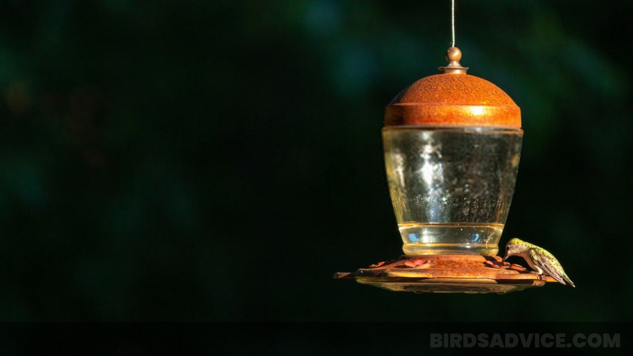 Is It Ok To Feed Hummingbirds Sugar Water? Do you need to ...