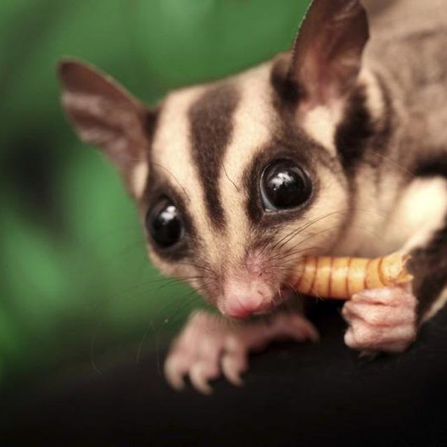 List of Foods That Sugar Gliders Can Eat