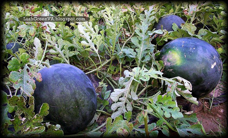 LushGreenVA: When Should You Harvest Your Sugar Baby Watermelons?