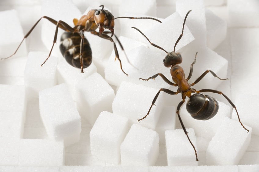 Pest Control Near Me Ants