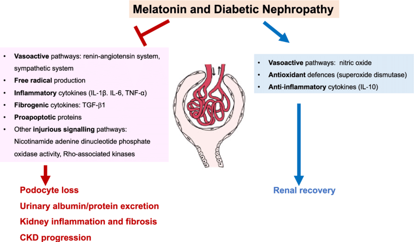 Postulated mechanisms of melatonin in the prevention and treatment of ...