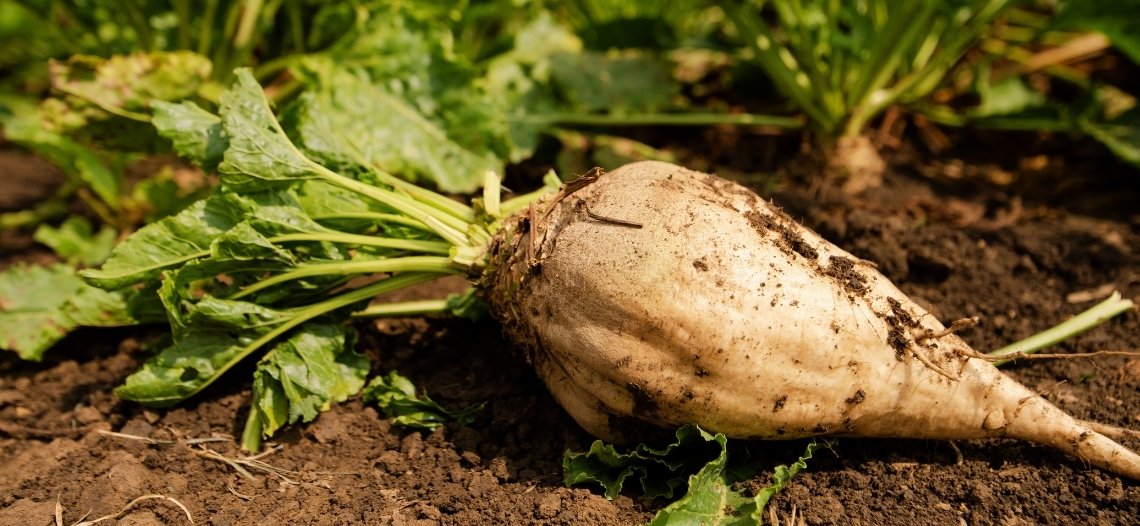 Shortage of beet pulp feed expected after sugar beet sell ...
