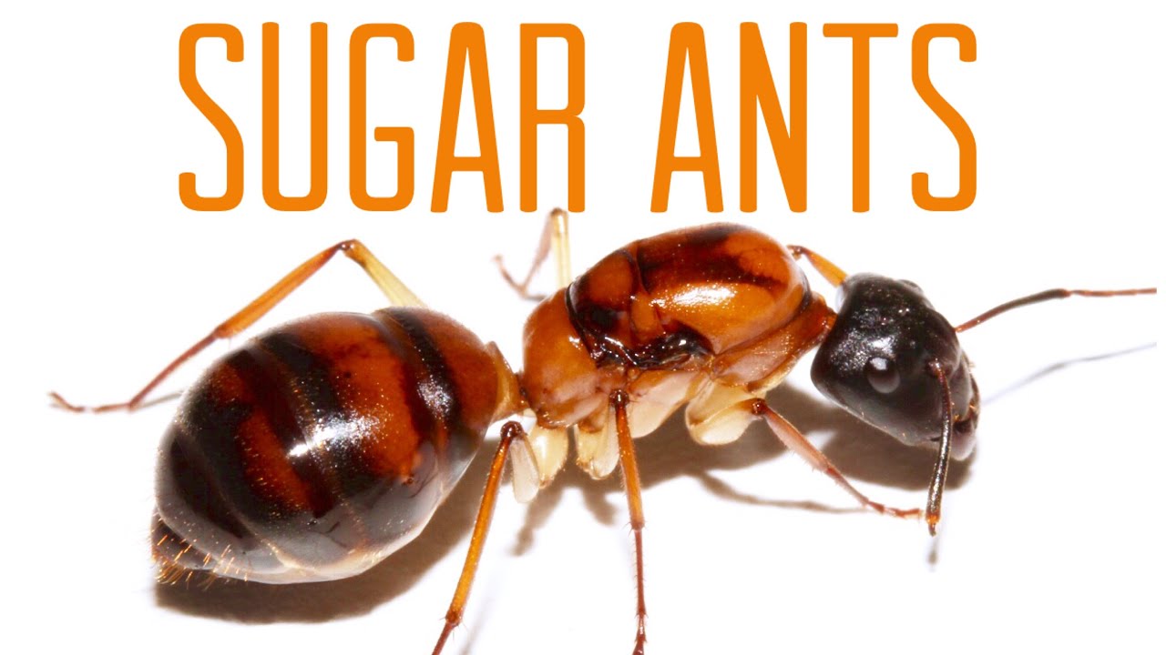 Paradise ants. Sugar Ants. Ants Sugar Black mans. Ant Queen Nest. The Ant and the Sugar variant 1.