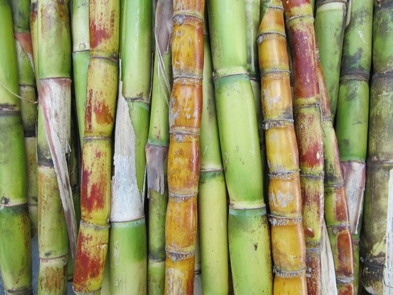 Sugar Cane Sticks Buy Sugar Cane Sticks in Kolhapur ...