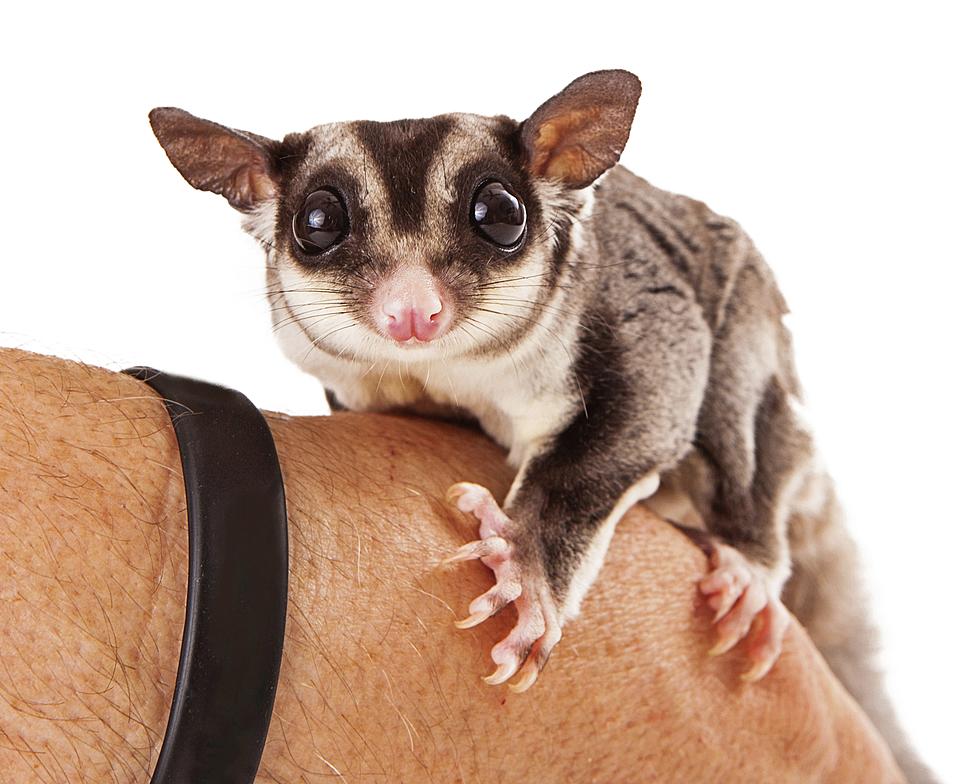 Sugar Glider Recipes With Baby Food