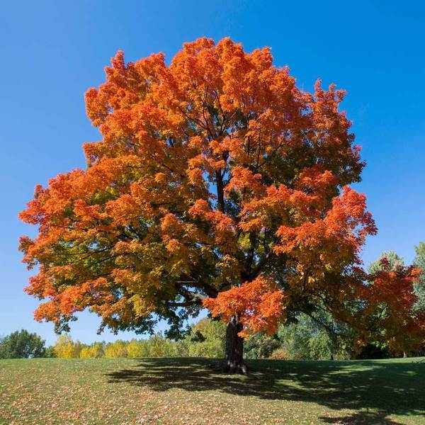 Sugar Maple Trees for Sale