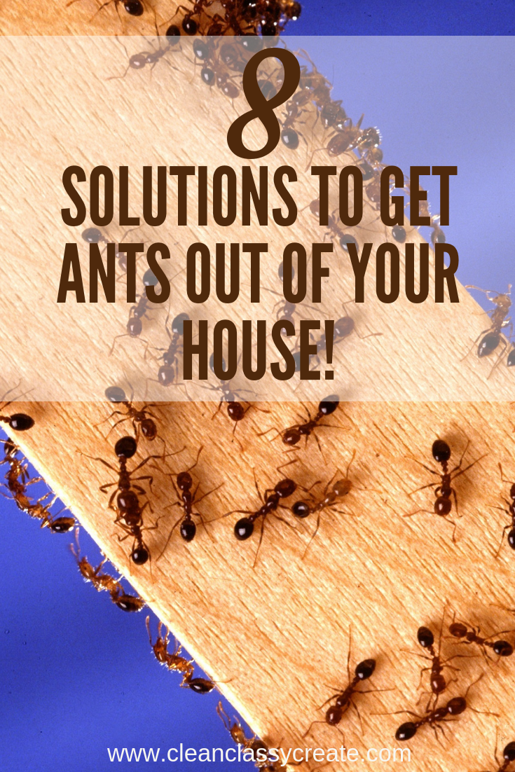 The Ultimate Guide for How to Get Rid of Ants in Your House (8 ...