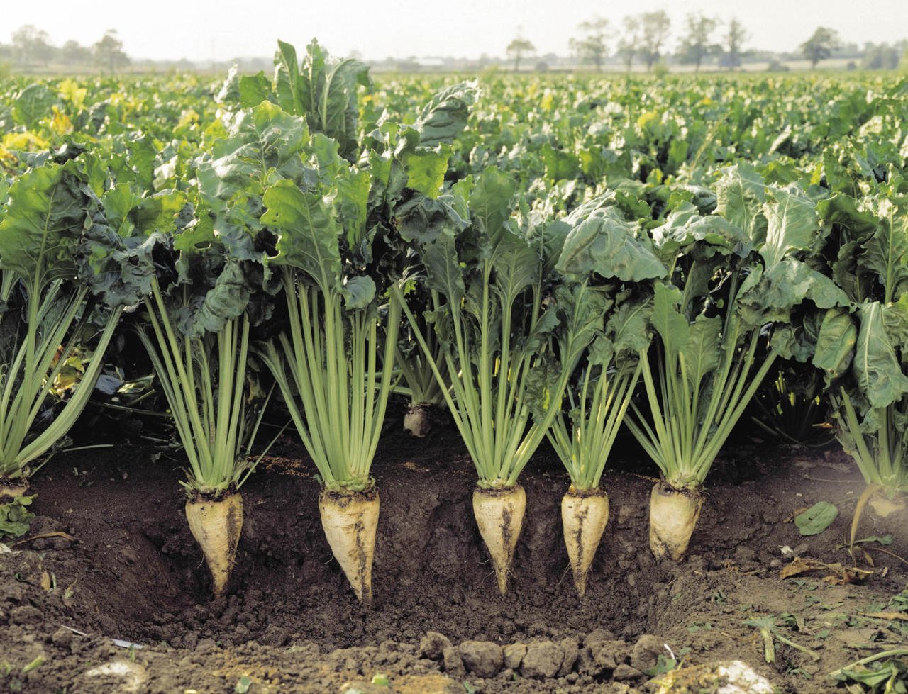 Turkmenistan completing sowing sugar beets
