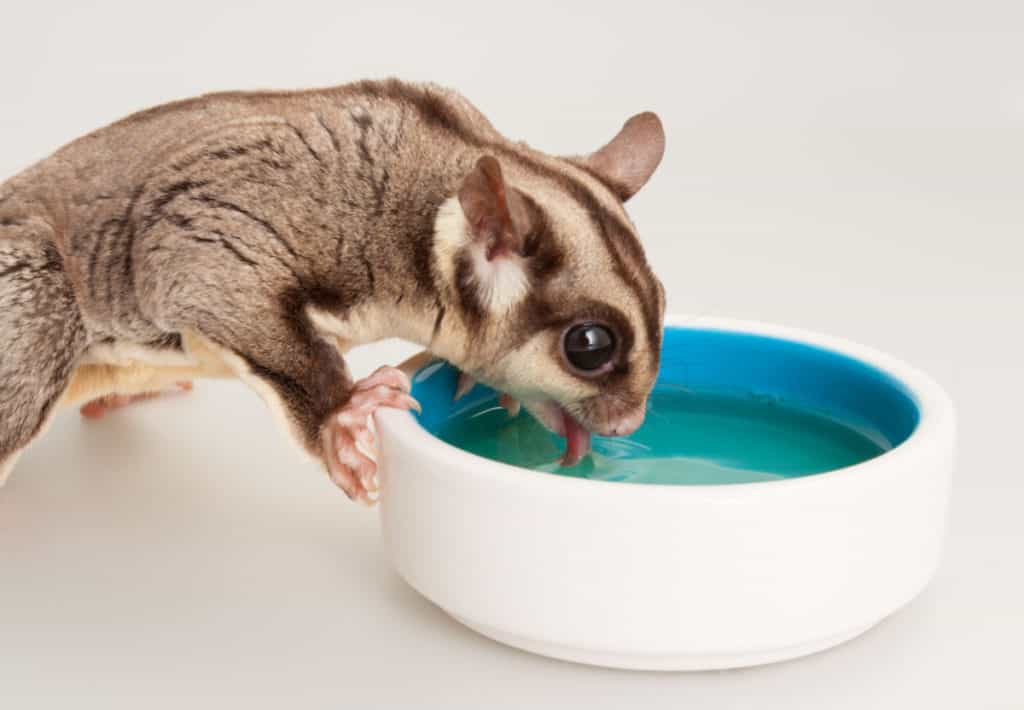 What do Sugar Glider Eat? [A COMPLETE GUIDE]  thepetsavvy.com