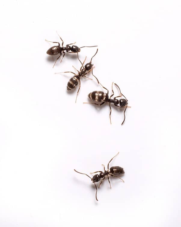 What is a sugar ant?