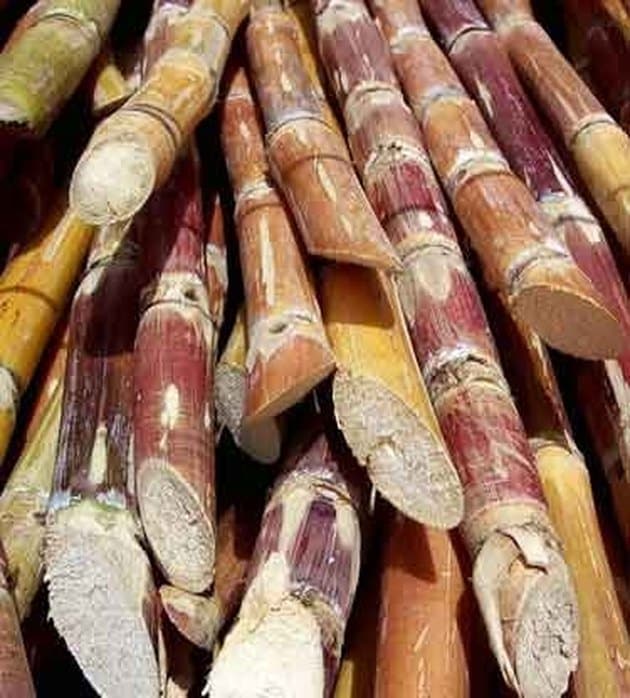 What is Sugar Cane?