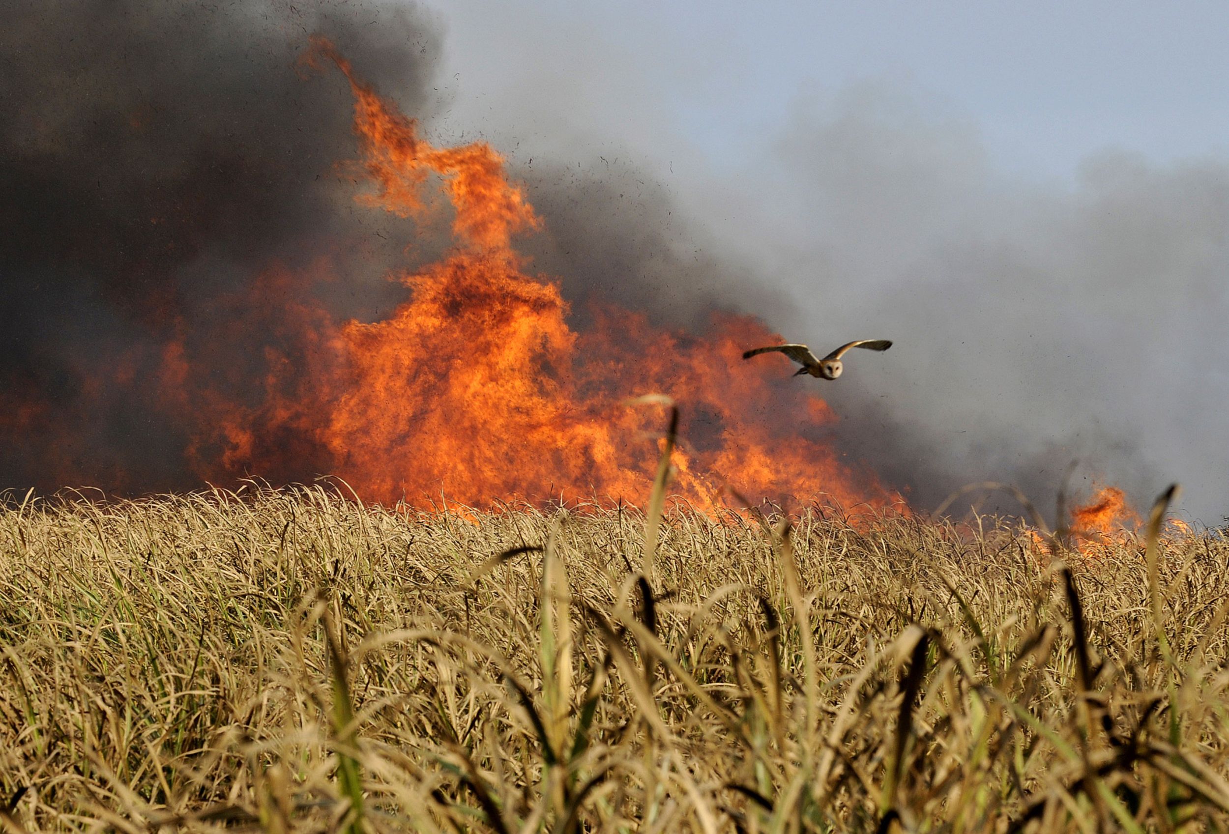 Why Do Farmers Burn Sugar Cane Fields